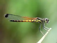 Libellago lineata (mâle).