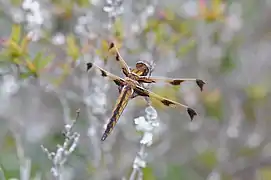 Libellula angelina