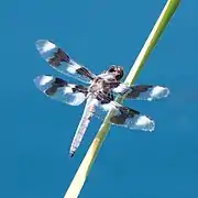 Libellula forensis