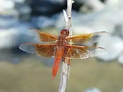 Libellula saturata