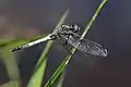 Orthetrum albistylum