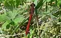 Sympetrum sanguineum mâle