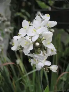 Description de l'image Libertia grandiflora.JPG.