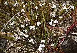 Libertia peregrinans au milieu des Phormiums du Jardin maori.