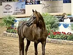 Cheval de couleur rousse seul au milieu d'une arène.