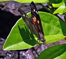 Libythea geoffroy antipoda femelle posée