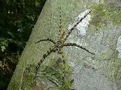 Heteropoda boiei du parc national de Niah en  Malaisie