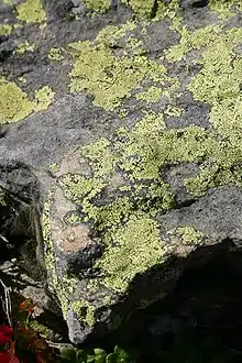 Microlichen « crustacé » du genre Rhizocarpon sur un rocher alpin, avec son hypothalle bien visible.
