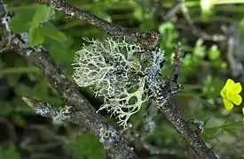 Lichen foliacé (Evernia prunastri, Ascomycota, Lecanoromycetes, Lecanorales, Parmeliaceae)