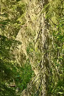 Gros plan sur les branches d'un conifère recouvertes de lichens.