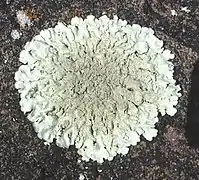 Plus de 200 espèces de lichens ont été répertoriées en Antarctique.
