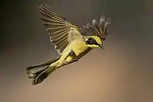 Petit oiseau au plumage jaune et gris en plein vol, semblant être surpris par quelque chose au sol.