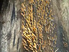 Champignons colonisant la surface d'un tronc.