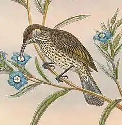 Description de l'image Lichmera alboauricularis - The Birds of New Guinea.jpg.
