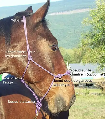 Photographie en gros plan de la tête d'un cheval portant un licol éthologique. Les positions des différents nœuds sont détaillées.