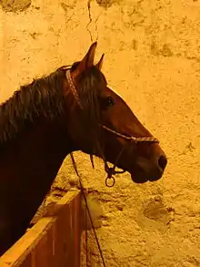 Photographie d'un cheval portant un licol éthologique mal réglé