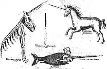 Le dessin montre le squelette composite d'un animal cornu auquel manquent les pattes arrière à gauche; A droite, une licorne équine à la longue corne torsadée est représentée. En bas figure ce qui ressemble à un poisson doté d'une corne. Au centre, une corne torsadée fait le lien entre ces trois représentations.