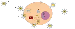 Cycle de vie d'un rétrovirus