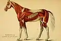 Muscles et ligaments chez le cheval