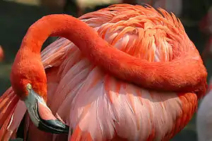 Flamant rose (Phoenicopterus ruber, Phoenicopteridae)