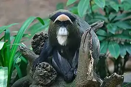 guenon