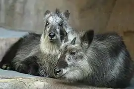 Photo couleur montrant, de face, deux caprins au pelage gris noir.