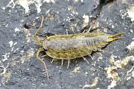 Ligia oceanica (Ligiidae)