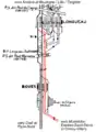 Intégration de la ligne dans le complexe de Longueau.