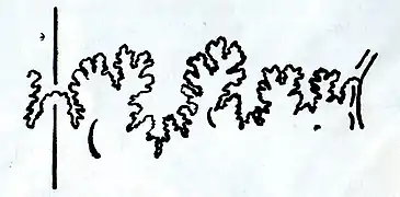 Ligne de suture de Distichoceras zeissi N. Théobald, 1958.