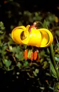 Lilium albanicum.