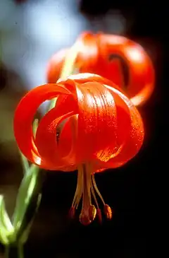 Lilium chalcedonicum.