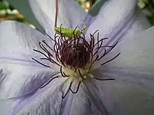 Étamines de clématite (Clematis Nelly Moser).