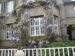 Wisteria sinensis