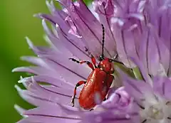 Description de l'image Lilioceris schneideri (Malancourt-13).JPG.