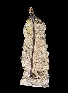 Liliocrinus polydactylus, crinoïde de la Pointe du Chay en Charente-Maritime. Musée d'hist. nat. De Toulouse.