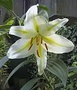 Lilium auratum.