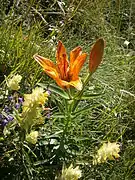 Plante à longue tige verte et grosse fleur orange à six pétales.