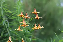 Lilium  canadense L., sur les berges de la rivière Batiscan, au Québec