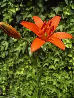 Description de l'image Lilium concolor.jpg.