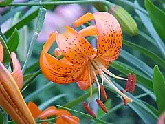 Lilium davidii.