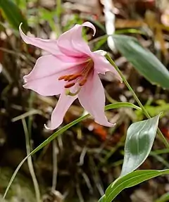 Lilium japonicum.