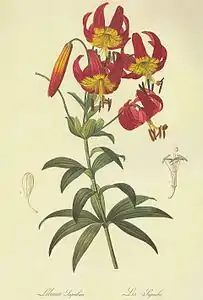 Lilium superbum 1802-1816.