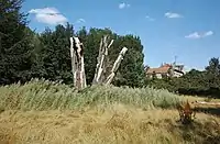 Arbre mort dans le parc des Dondaines