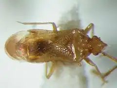 Lilliputocorini : Lilliputocoris grossocerata.