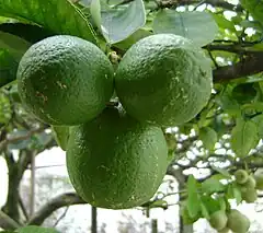 Description de l'image Limão Citrus Aurantifolia.JPG.