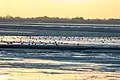 Photo de la Baie de Somme avec des zones de vasières et des bancs de sable sur lesquels sont posés des limicoles (petits oiseaux).