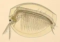 Description de l'image Limnadia lenticularis detail (2877683685).jpg.
