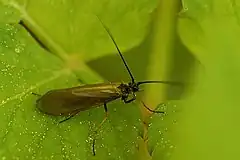 Limnephilus auricula (Limnephilidae)