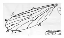  Limnobia Deferi N. Théobald holotype, éch. R497 x 3,3 p. 236 pl XVIII Diptères du Sannoisien de Kleinkembs - détail de l'aile.