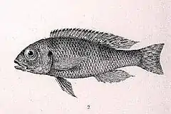 Description de l'image Limnochromis auritus.jpg.